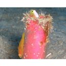 Lubricogobius dinah Randall et Senou, 2001