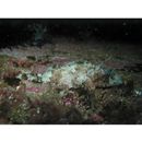 Scorpaenopsis cirrosa (Thunberg, 1793)