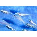 Paracaesio sordida Abe et Shinohara, 1962