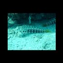 Parapercis sp. 10 (P. sp. 2 of Kuiter, 1992)