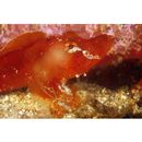 Rhinopias argoliba Eschmeyer, Hirosaki et Abe, 1973