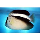 Apolemichthys griffisi (Carlson et Taylor, 1981)