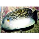 Apolemichthys kingi Heemstra, 1984