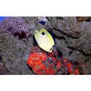 Apolemichthys xanthopunctatus Burgess, 1973