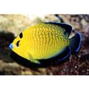 Apolemichthys xanthopunctatus Burgess, 1973