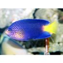 Centropyge debelius Pyle, 1990