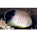 Centropyge eibli Klausewitz, 1963