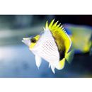 マルケザン・バタフライフィッシュ