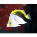 マルケザン・バタフライフィッシュ