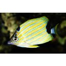 Chaetodon fremblii Bennett, 1828