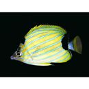 Chaetodon fremblii Bennett, 1828