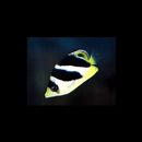 インディアン・バタフライフィッシュ