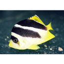 インディアン・バタフライフィッシュ