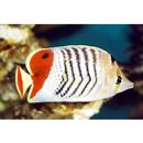 Chaetodon paucifasciatus Ahl, 1923