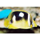 Chaetodon quadrimaculatus Gray, 1831