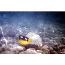 Chaetodon quadrimaculatus Gray, 1831