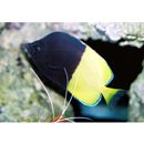 スミスズ・バタフライフィッシュ