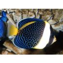 Chaetodontoplus duboulayi Gunther, 1867