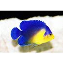 Paracentropyge venusta (Yasuda et Tominaga, 1969)