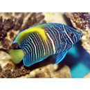 Pomacanthus maculosus (Forsskal, 1775)