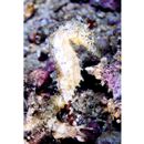 Hippocampus sp