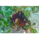 Salarias ramosus Bath, 1992