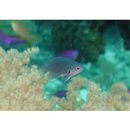 Pomacentrus brachialis Cuvier, 1830