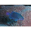 Pomacentrus brachialis Cuvier, 1830