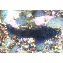 Bathygobius cyclopterus (Valenciennes, 1837)