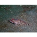 Ricuzenius pinetorum Jordan et Starks, 1904