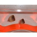 Chaetodon baronessa Cuvier, 1829