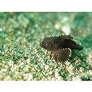 Neosebastes entaxis Jordan et Starks, 1904