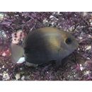 Acanthurus maculiceps (Ahl, 1923)