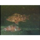 Sebastiscus tertius (Barsukov et Chen, 1978)