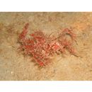 Pteroidichthys amboinensis Bleeker, 1856