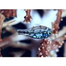 Siphamia tubulata (Weber, 1909)