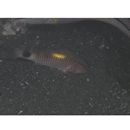 Parupeneus indicus (Shaw, 1803)