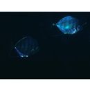 Carangoides coeruleopinnatus (Ruppell, 1830)