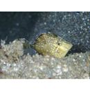 Rudarius ercodes Jordan et Fowler, 1902