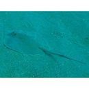 Dasyatis akajei (Muller et Henle, 1841)