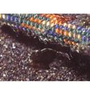 Stephanolepis cirrhifer (Temminck et Schlegel, 1850)