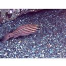 Ostorhinchus endekataenia (Bleeker, 1852)