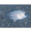 Pleuronectes yokohamae Gunther, 1877