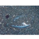 Pleuronectes yokohamae Gunther, 1877