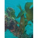 Pseudoblennius percoides Gunther, 1861