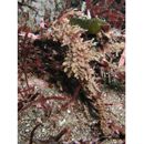 Hippocampus sindonis Jordan et Snyder, 1901