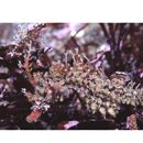 Hippocampus sindonis Jordan et Snyder, 1901