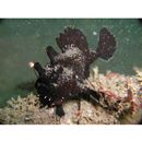 Antennarius striatus (Shaw, 1794)