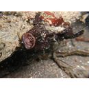 Antennarius striatus (Shaw, 1794)