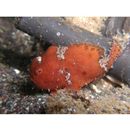 Antennarius striatus (Shaw, 1794)